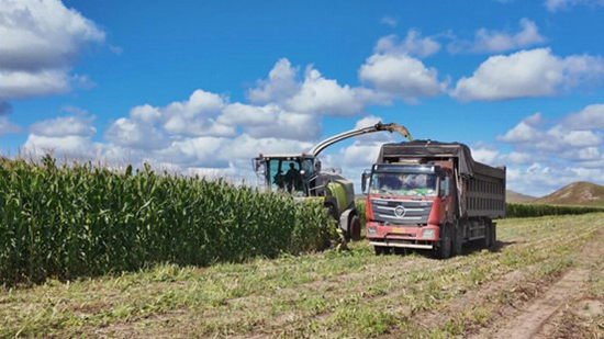 收割機(jī)穿梭在田間收割青貯玉米。