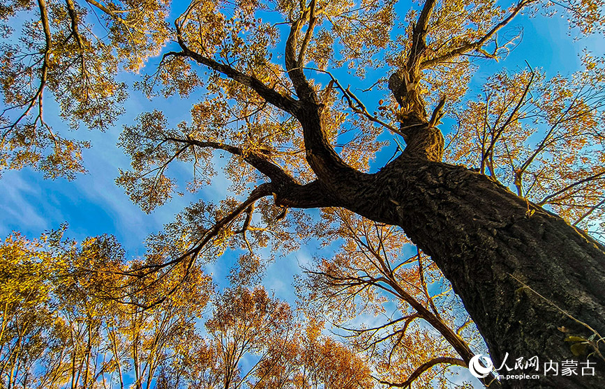 10月20日，呼和浩特市玉泉區(qū)大黑河郊野公園秋意正濃、景美如畫(huà)。丁根厚攝