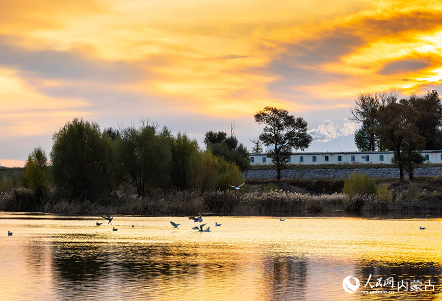 10月20日，銀鷗在呼和浩特市玉泉區(qū)大黑河郊野公園的河道內(nèi)嬉戲、覓食。丁根厚攝