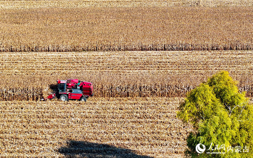 在鄂爾多斯市達(dá)拉特旗恩格貝鎮(zhèn)，農(nóng)機(jī)在田間收獲玉米。王正攝