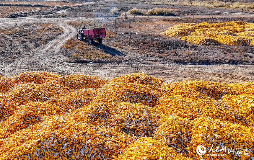 在鄂爾多斯市達(dá)拉特旗恩格貝鎮(zhèn)，農(nóng)機(jī)在田間收獲玉米。王正攝