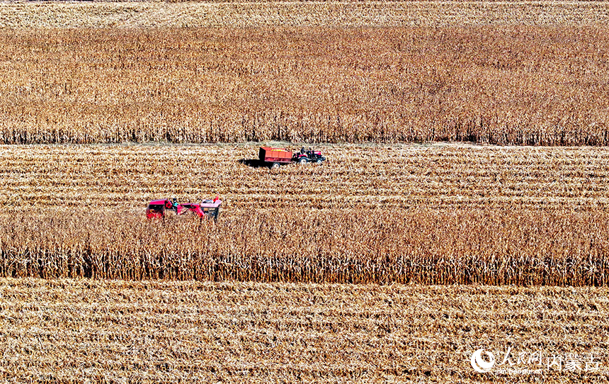 在鄂爾多斯市達(dá)拉特旗恩格貝鎮(zhèn)，農(nóng)機(jī)在田間收獲玉米。王正攝