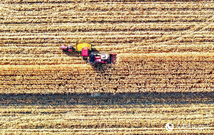 在鄂爾多斯市達(dá)拉特旗恩格貝鎮(zhèn)，農(nóng)機(jī)在田間收獲玉米。王正攝