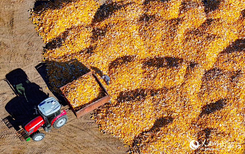 在鄂爾多斯市達拉特旗恩格貝鎮(zhèn)，農(nóng)機在田間收獲玉米。王正攝