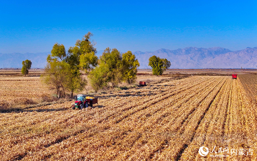 在鄂爾多斯市達(dá)拉特旗恩格貝鎮(zhèn)，農(nóng)機(jī)在田間收獲玉米。王正攝