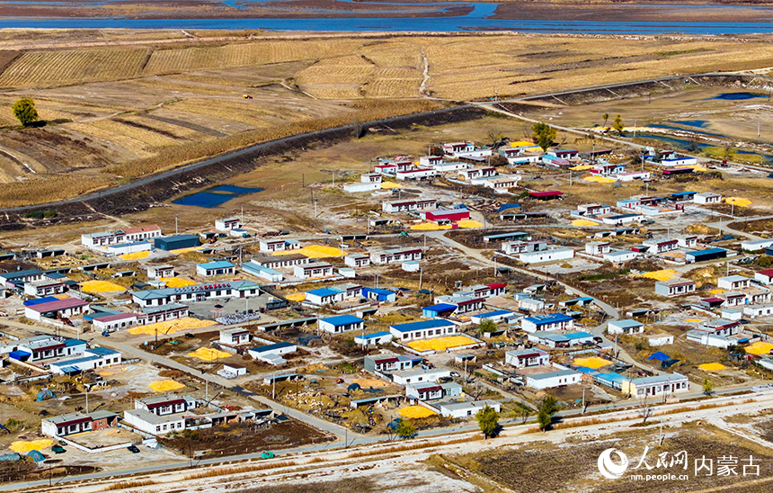 在鄂爾多斯市達(dá)拉特旗昭君鎮(zhèn)，收獲的玉米晾曬在農(nóng)家院里。王正攝