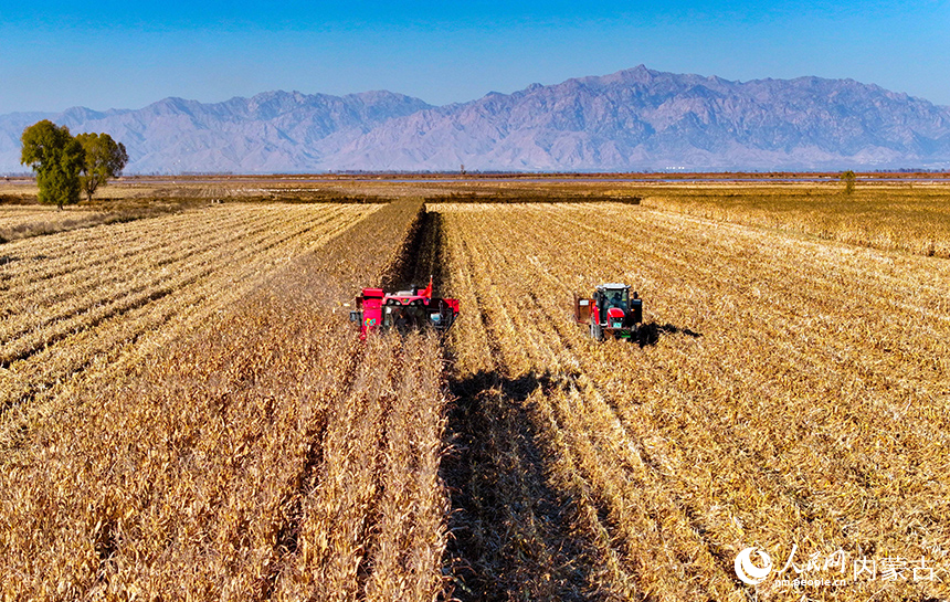 在鄂爾多斯市達(dá)拉特旗恩格貝鎮(zhèn)，農(nóng)機(jī)在田間收獲玉米。王正攝