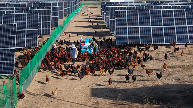 飼養(yǎng)員正在飼喂走地雞。劉冬攝