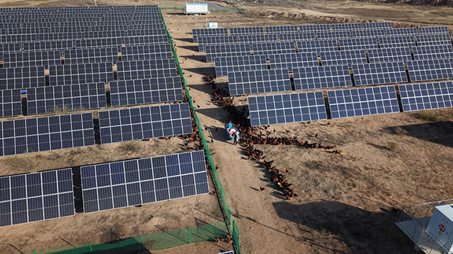 光伏板上發(fā)電，板下養(yǎng)雞。劉冬攝