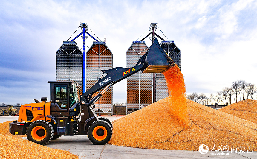 農(nóng)機(jī)在興安盟扎賚特旗申豐農(nóng)牧機(jī)械專業(yè)合作社籽粒直收儲(chǔ)糧裝具前收儲(chǔ)玉米。王正攝