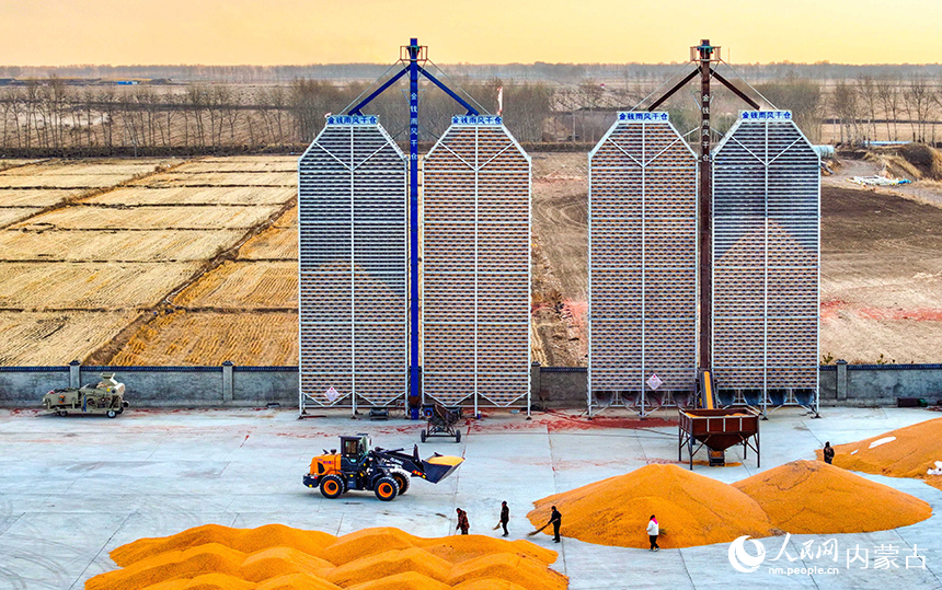 農(nóng)民在興安盟扎賚特旗申豐農(nóng)牧機械專業(yè)合作社籽粒直收儲糧裝具前收儲玉米。王正攝