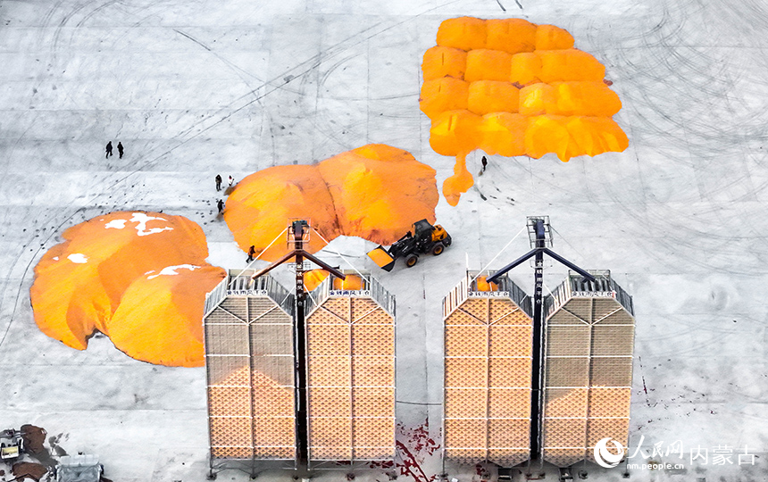 農(nóng)機在興安盟扎賚特旗申豐農(nóng)牧機械專業(yè)合作社籽粒直收儲糧裝具前收儲玉米。王正攝