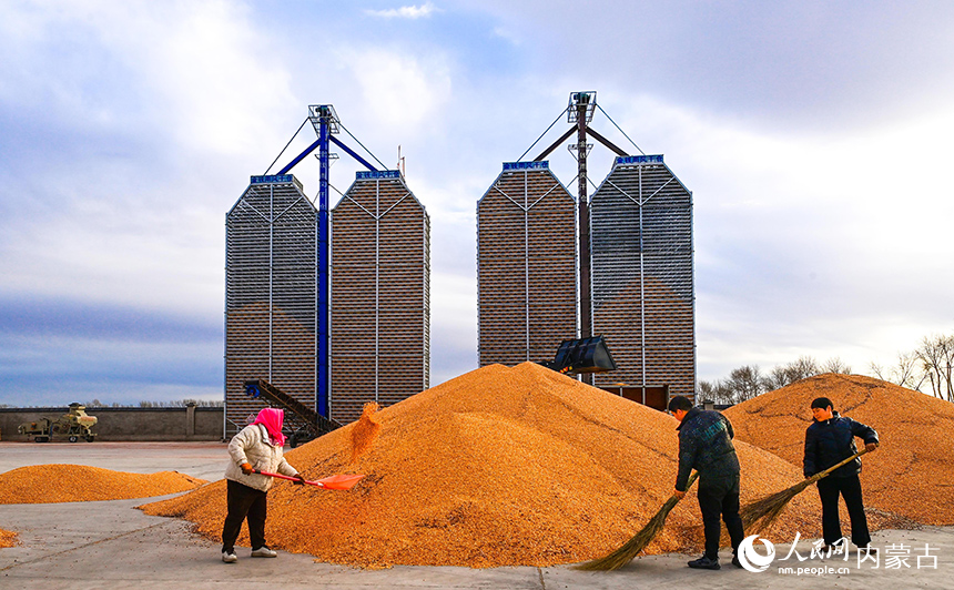 農(nóng)民在興安盟扎賚特旗申豐農(nóng)牧機(jī)械專業(yè)合作社籽粒直收儲(chǔ)糧裝具前收儲(chǔ)玉米。王正攝