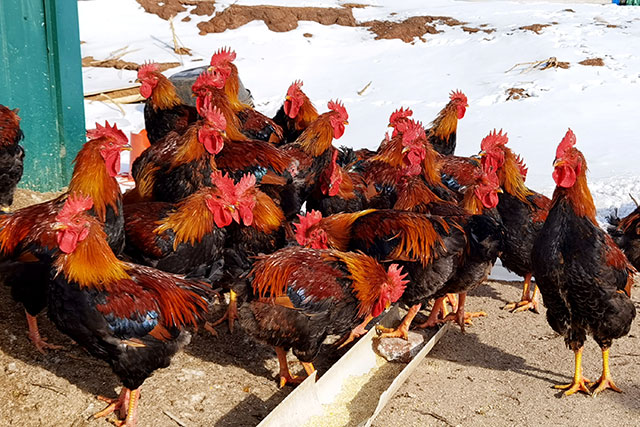 公雞悠閑覓食。