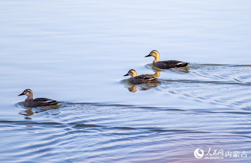 斑嘴鴨在呼和浩特市玉泉區(qū)“千島湖”景區(qū)的水面上棲息、覓食。丁根厚攝
