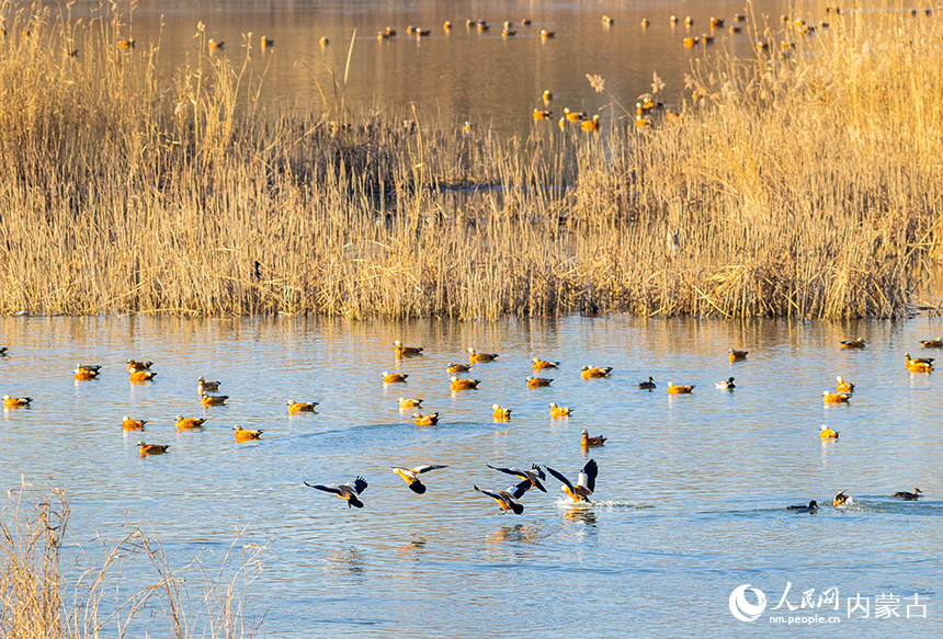 赤麻鴨在呼和浩特市玉泉區(qū)“千島湖”景區(qū)的水面上棲息、覓食。丁根厚攝