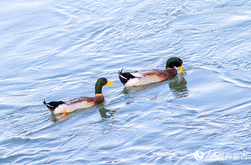 綠頭鴨在呼和浩特市玉泉區(qū)“千島湖”景區(qū)的水面上棲息、覓食。丁根厚攝