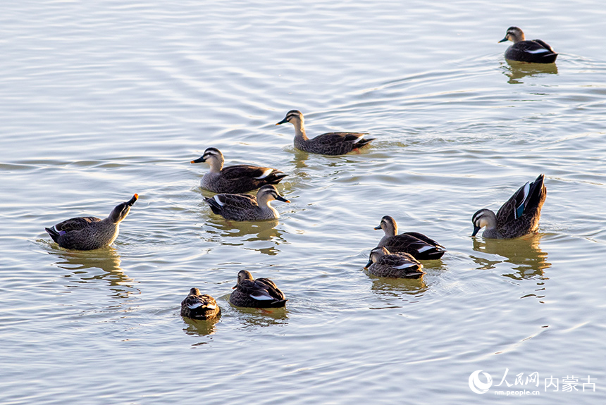 斑嘴鴨在呼和浩特市玉泉區(qū)“千島湖”景區(qū)的水面上棲息、覓食。丁根厚攝