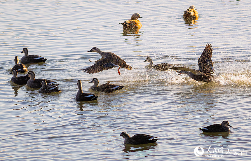斑嘴鴨在呼和浩特市玉泉區(qū)“千島湖”景區(qū)的水面上嬉戲、覓食。丁根厚攝