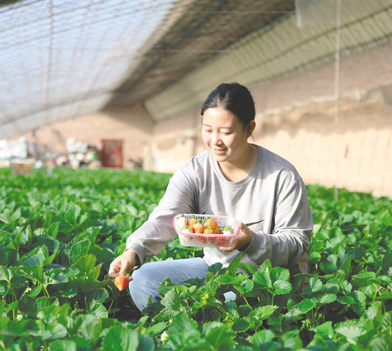 新農(nóng)人成鄉(xiāng)村振興“甜蜜引擎”