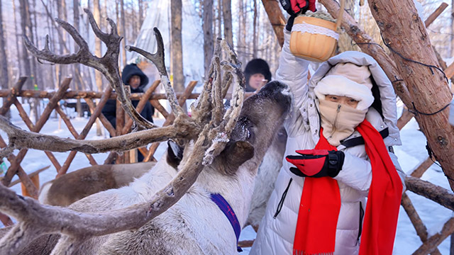 游客在敖鄉(xiāng)鹿苑喂馴鹿苔蘚