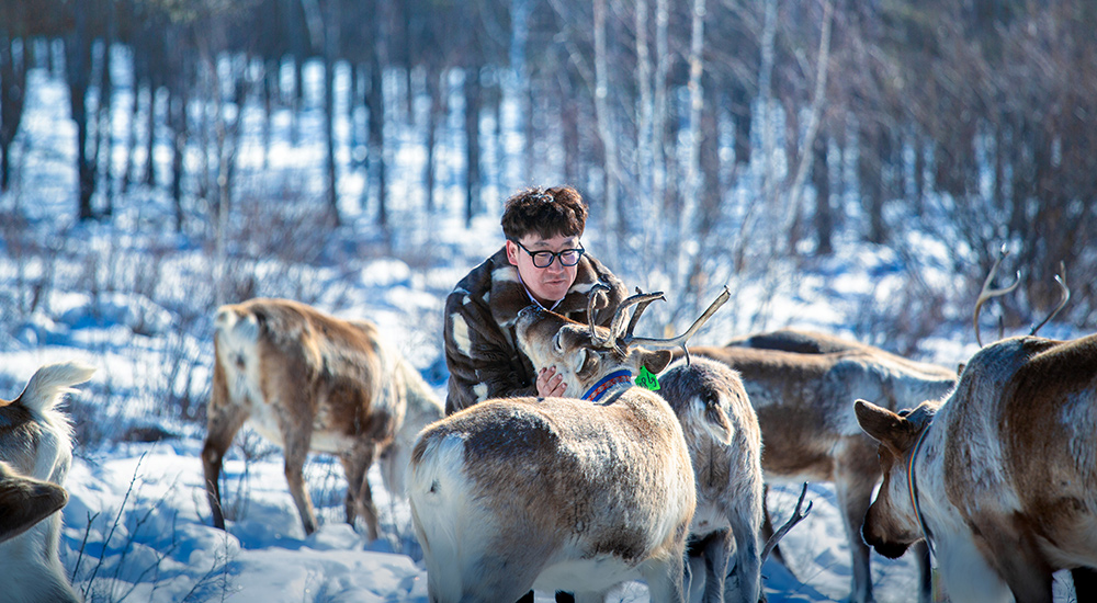 游客與馴鹿近距離互動