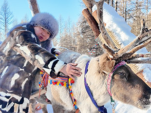 敖鄉(xiāng)鹿苑馴鹿拉雪橇
