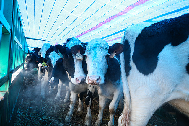 準(zhǔn)備出口到蒙古國的改良種奶牛。